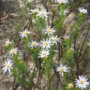 Olearia tenuifolia at Tennent, ACT - 10 Nov 2018 11:45 AM