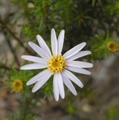 Olearia tenuifolia at Tennent, ACT - 10 Nov 2018