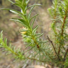 Olearia tenuifolia at Tennent, ACT - 10 Nov 2018 11:45 AM