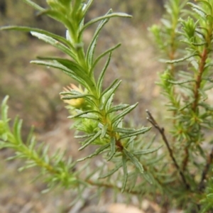 Olearia tenuifolia at Tennent, ACT - 10 Nov 2018 11:45 AM