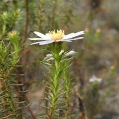 Olearia tenuifolia at Tennent, ACT - 10 Nov 2018 11:45 AM