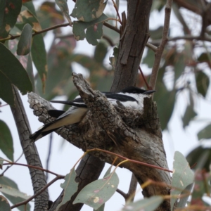 Lalage tricolor at Tharwa, ACT - 10 Nov 2018