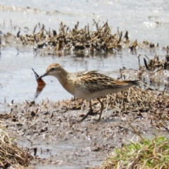 Calidris acuminata (Sharp-tailed Sandpiper) at Jerrabomberra Wetlands - 10 Nov 2018 by MatthewFrawley