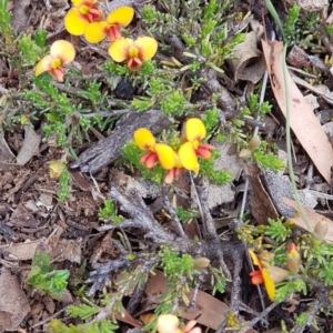 Dillwynia sericea at Tombong, NSW - 10 Nov 2018