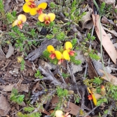 Dillwynia sericea (Egg And Bacon Peas) at Tombong, NSW - 9 Nov 2018 by BlackFlat