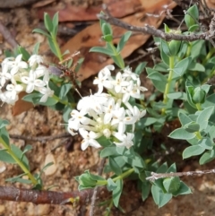 Pimelea linifolia subsp. linifolia (Queen of the Bush, Slender Rice-flower) at Black Flat at Corrowong - 9 Nov 2018 by BlackFlat