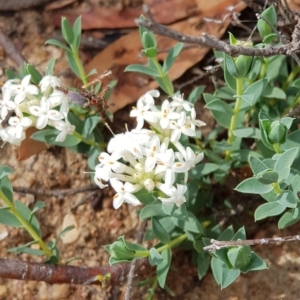 Pimelea linifolia subsp. linifolia at Tombong, NSW - 10 Nov 2018