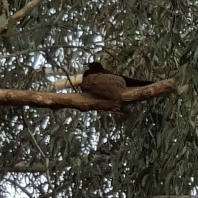 Corcorax melanorhamphos (White-winged Chough) at Black Flat at Corrowong - 11 Nov 2018 by BlackFlat