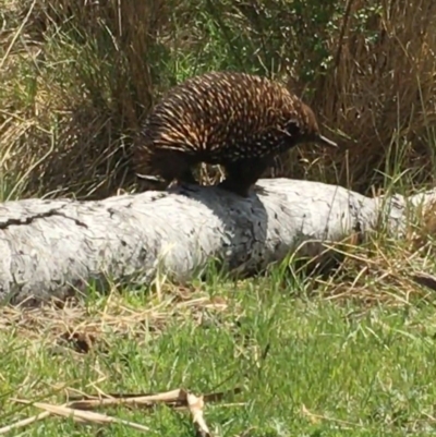 Tachyglossus aculeatus (Short-beaked Echidna) at Corrowong, NSW - 26 Oct 2018 by BlackFlat