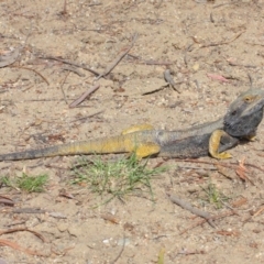 Pogona barbata at Hackett, ACT - 26 Oct 2018