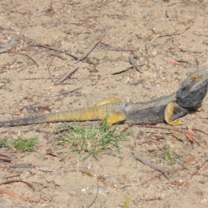 Pogona barbata at Hackett, ACT - 26 Oct 2018