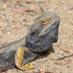 Pogona barbata at Hackett, ACT - 26 Oct 2018