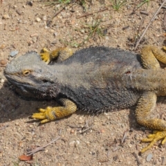 Pogona barbata at Hackett, ACT - 26 Oct 2018