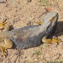 Pogona barbata at Hackett, ACT - 26 Oct 2018