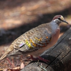 Phaps chalcoptera (Common Bronzewing) at Acton, ACT - 31 Oct 2018 by Tim L