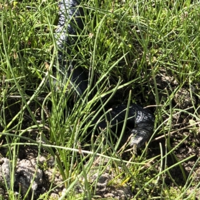 Pseudechis porphyriacus (Red-bellied Black Snake) at Illilanga & Baroona - 4 Nov 2018 by Illilanga