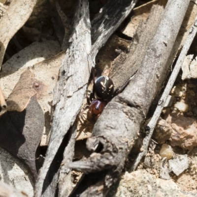 Habronestes bradleyi (Bradley's Ant-Eating Spider) at Michelago, NSW - 12 Oct 2018 by Illilanga