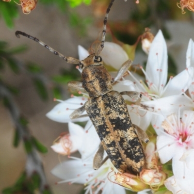 Pempsamacra dispersa (Longhorn beetle) at Manar, NSW - 9 Nov 2018 by Harrisi