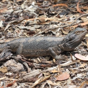 Pogona barbata at Acton, ACT - 10 Nov 2018