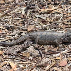 Pogona barbata at Acton, ACT - 10 Nov 2018