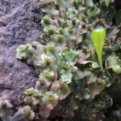 Marchantia sp. (genus) (A Liverwort) at Paddys River, ACT - 25 Oct 2018 by MichaelBedingfield