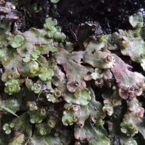 Marchantia sp. (genus) at Paddys River, ACT - 25 Oct 2018 07:02 PM