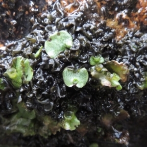 Marchantia sp. (genus) at Paddys River, ACT - 25 Oct 2018 07:02 PM