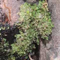 Marchantia sp. (genus) at Paddys River, ACT - 25 Oct 2018