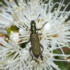 Eleale aspera (Clerid beetle) at ANBG - 10 Nov 2018 by TimL