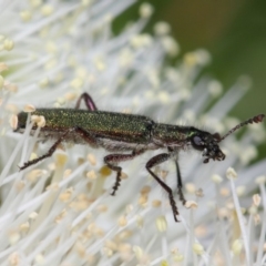 Eleale aspera at Acton, ACT - 10 Nov 2018 11:50 AM