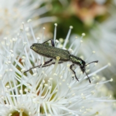 Eleale aspera at Acton, ACT - 10 Nov 2018 11:50 AM