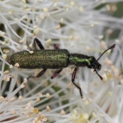 Eleale aspera at Acton, ACT - 10 Nov 2018 11:50 AM