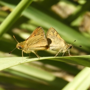 Ocybadistes walkeri at Kambah, ACT - 11 Nov 2018 11:41 AM