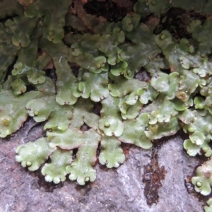 Marchantia sp. (genus) at Paddys River, ACT - 25 Oct 2018