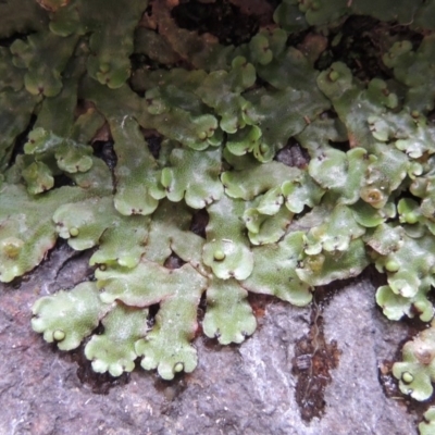 Marchantia sp. (genus) (A Liverwort) at Paddys River, ACT - 25 Oct 2018 by MichaelBedingfield