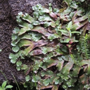 Marchantia sp. (genus) at Paddys River, ACT - 25 Oct 2018