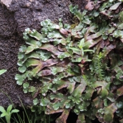 Marchantia sp. (genus) at Paddys River, ACT - 25 Oct 2018