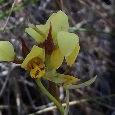 Diuris sulphurea (Tiger Orchid) at Kambah, ACT - 11 Nov 2018 by RosemaryRoth
