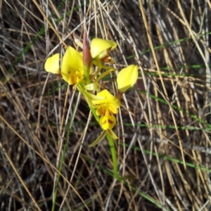 Diuris sulphurea at Kambah, ACT - suppressed