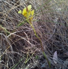 Diuris sulphurea at Kambah, ACT - suppressed