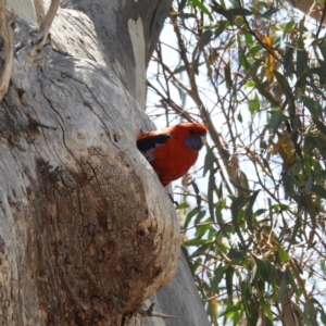 Platycercus elegans at Pialligo, ACT - 11 Nov 2018