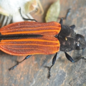 Castiarina erythroptera at Bournda, NSW - 11 Nov 2018