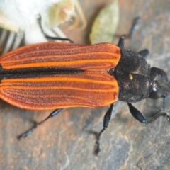 Castiarina erythroptera (Lycid Mimic Jewel Beetle) at Bournda National Park - 11 Nov 2018 by Harrisi