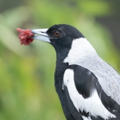 Gymnorhina tibicen (Australian Magpie) at Bald Hills, NSW - 11 Nov 2018 by JulesPhotographer