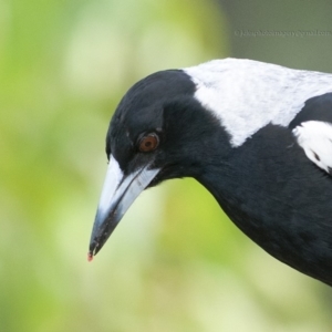 Gymnorhina tibicen at Bald Hills, NSW - 11 Nov 2018