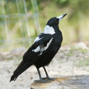 Gymnorhina tibicen at Bald Hills, NSW - 11 Nov 2018