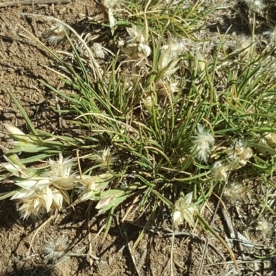 Rytidosperma carphoides (Short Wallaby Grass) at Jerrabomberra Grassland - 11 Nov 2018 by Mike