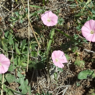 Convolvulus angustissimus subsp. angustissimus (Australian Bindweed) at Hume, ACT - 11 Nov 2018 by Mike