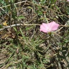 Convolvulus angustissimus subsp. angustissimus at Hume, ACT - 12 Nov 2018