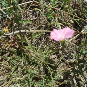 Convolvulus angustissimus subsp. angustissimus at Hume, ACT - 12 Nov 2018 10:31 AM